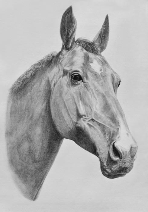 490x700 Horse Portrait In Uk Horse Portraits - Horse Portrait Sketch