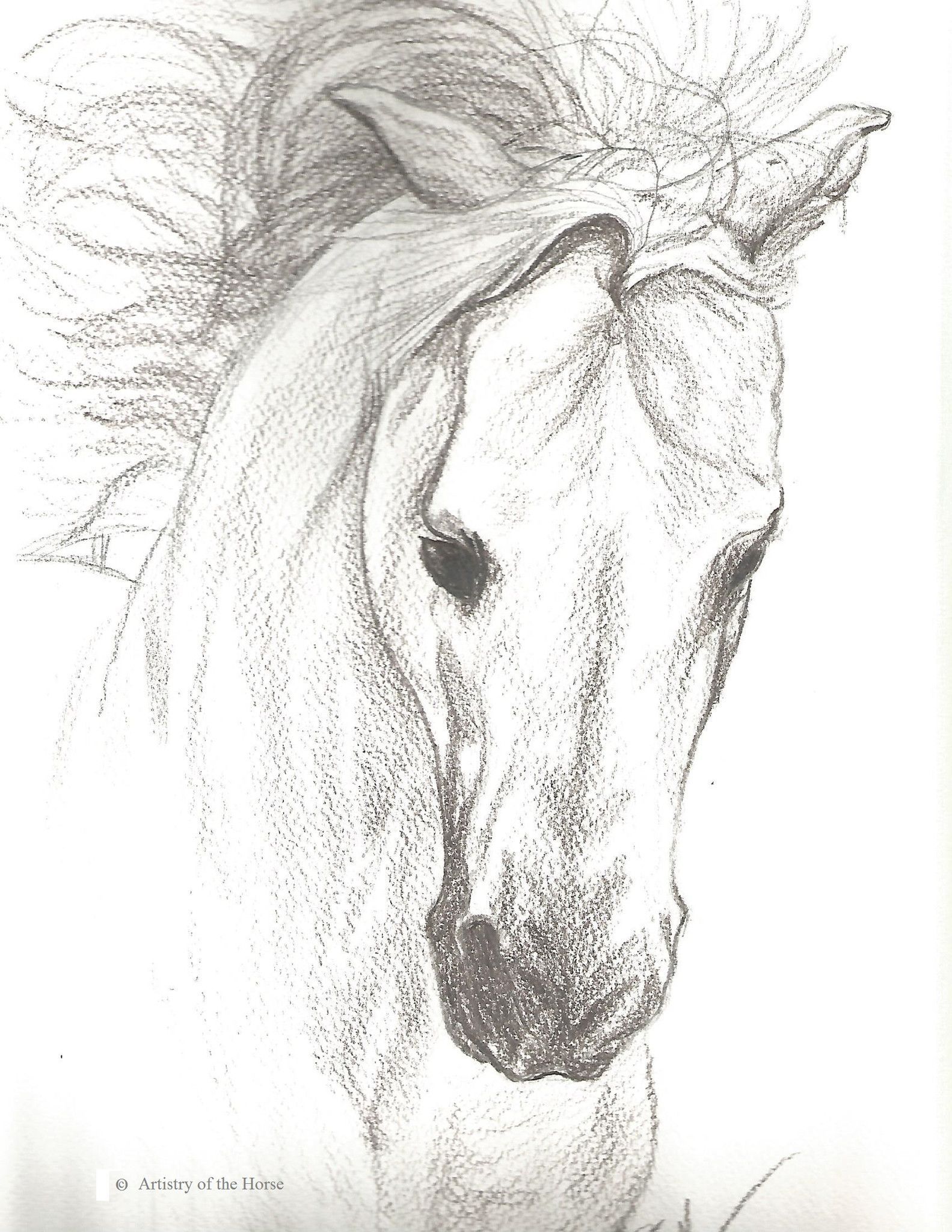 1583x2048 Horse Portrait Of A Grey Arabian Stallion Done In Pencil On - Horse Portrait Sketch