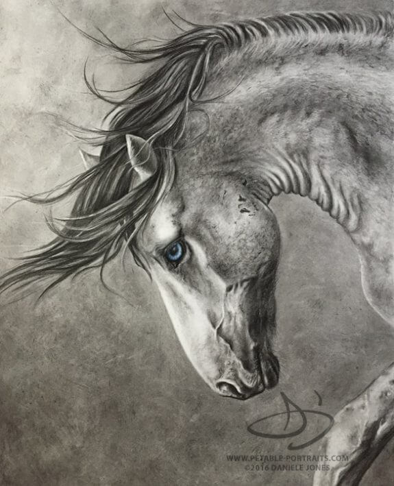 575x709 Horse Portraits Horse Drawing Amp Painting Portraits Daniele Jones - Horse Portrait Sketch