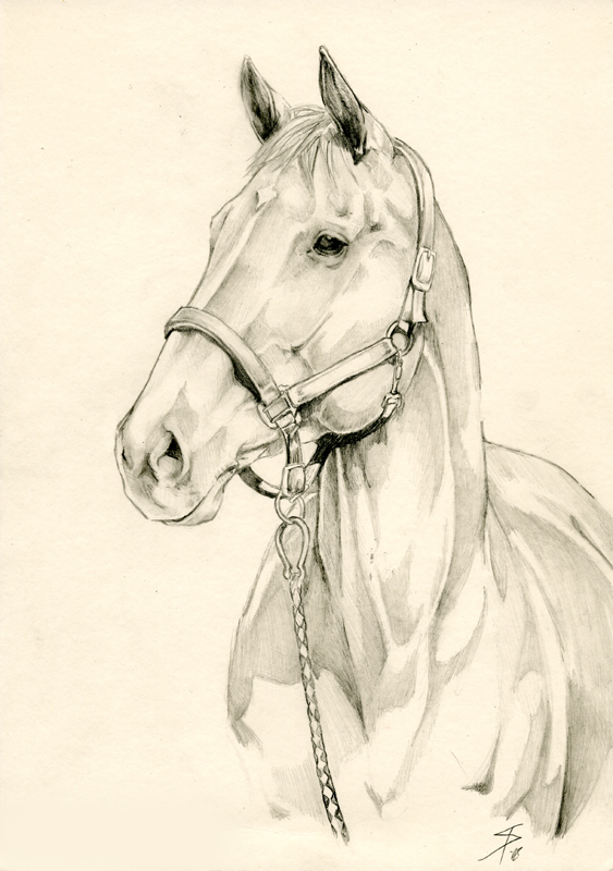 563x800 Horse Portrait In Pencil By Tyrni - Horse Portrait Sketch