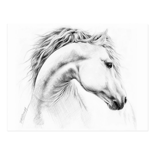 540x540 Horse Portrait Pencil Drawing Postcard - Horse Portrait Sketch