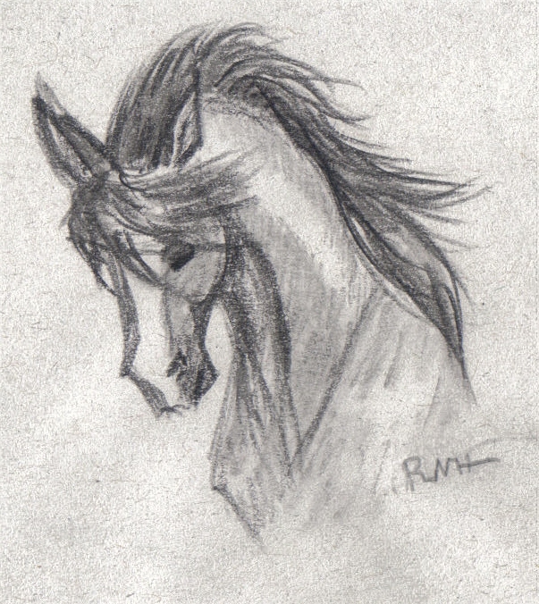 603x676 Horse Portrait Sketch By Ladyscourge - Horse Portrait Sketch