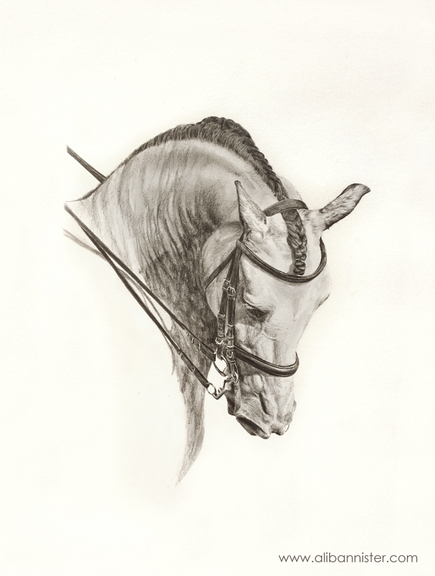 435x576 Horses In Pencil Ali Bannister Animal Portrait Artist - Horse Portrait Sketch