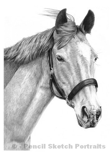 360x504 Pencil Pet Portraits From Photos - Horse Portrait Sketch