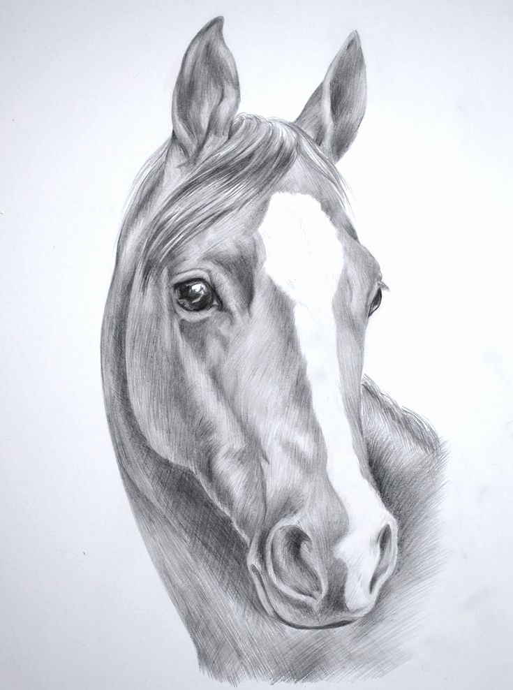 735x988 Pencil Sketch Portrait Horse Pencil Sketches Wednesday November 25 - Horse Portrait Sketch