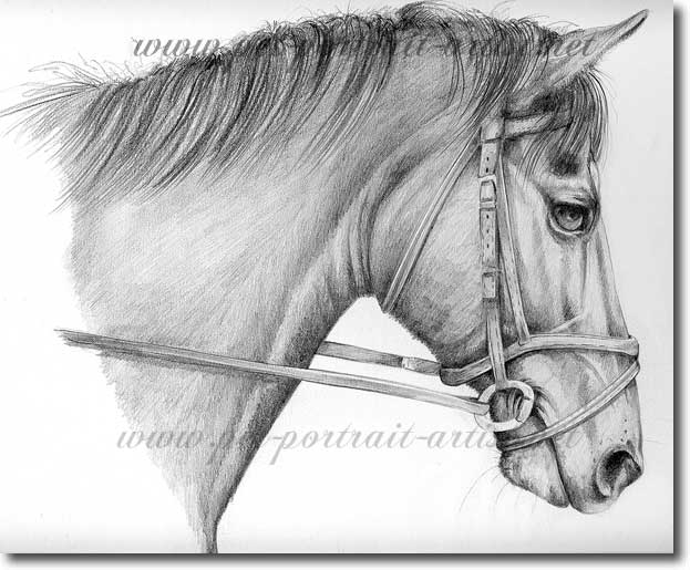 623x515 Pet Portrait - Horse Portrait Sketch