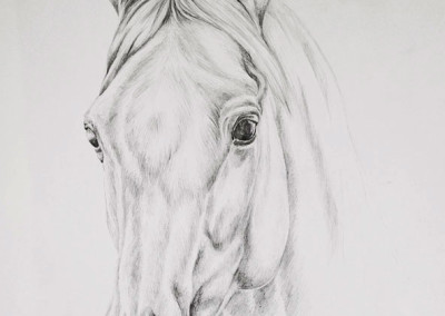 400x284 Photo To Portrait Striking Equestrian Graphite Portraits - Horse Portrait Sketch