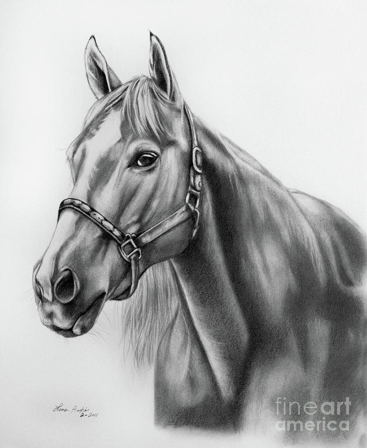 737x900 Portrait Of A Horse Drawing By Lena Auxier - Horse Portrait Sketch