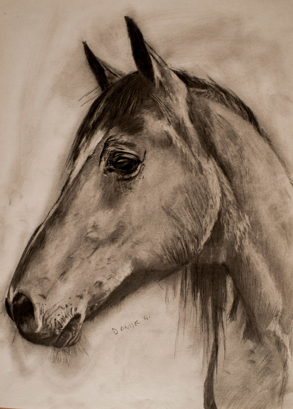 600x836 Gosh, Another Horse Portrait... Pencil By Danijelg - Horse Portrait Sketch