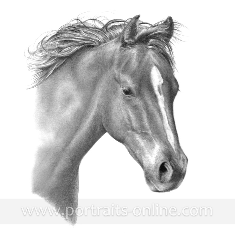 800x800 Quarter Horse A Pencil Portrait Drawing - Horse Portrait Sketch