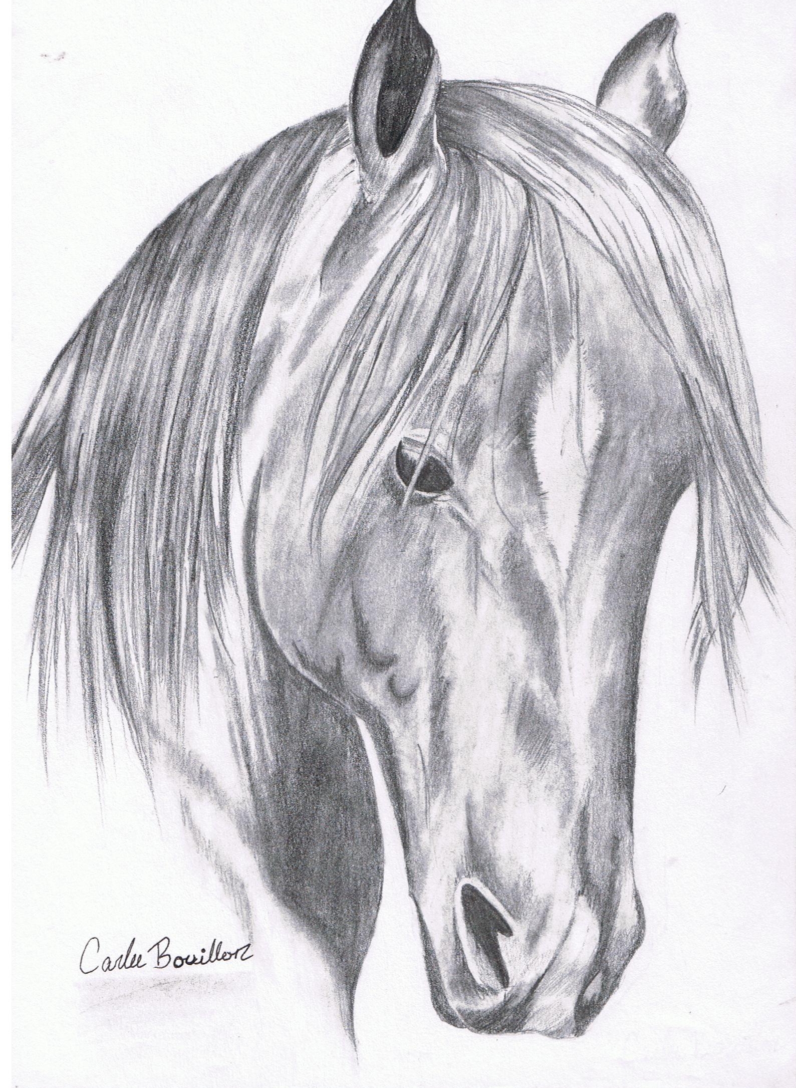 1589x2171 Drawing 50 Horses Before You Call - Horse Portrait Sketch