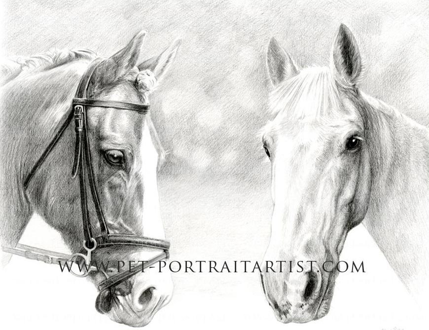 870x669 Horse Pencil Portrait By Melanie Phillips - Horse Portrait Sketch