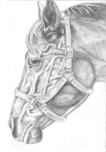 375x536 Horse Profile Drawing By Denise Dobranchin Saatchi Art - Horse Profile Sketch