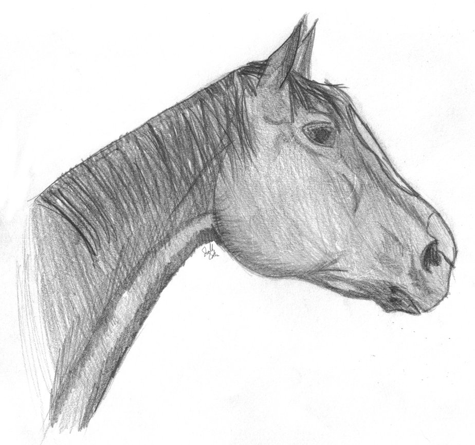 924x865 Horse Profile By Bmml - Horse Profile Sketch