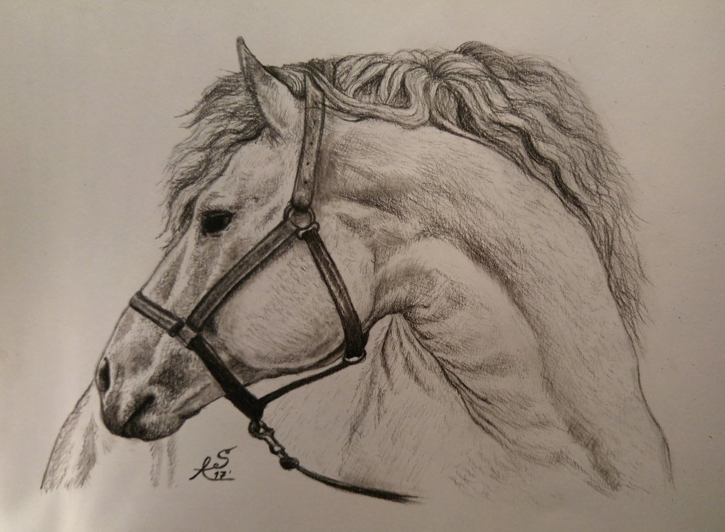 1024x752 Horse Profile By Ceril91 - Horse Profile Sketch