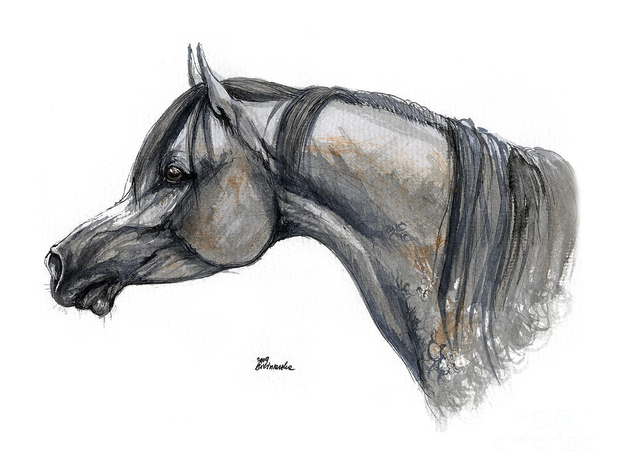 900x689 The Grey Arabian Horse 11 Painting By Angel Ciesniarska - Horse Profile Sketch