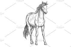 236x157 White Horse Profile Sketch White Horses - Horse Profile Sketch