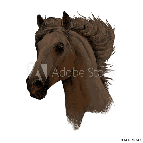 500x500 Head Brown Horse Profile Sketch Vector Chart Color Picture - Horse Profile Sketch