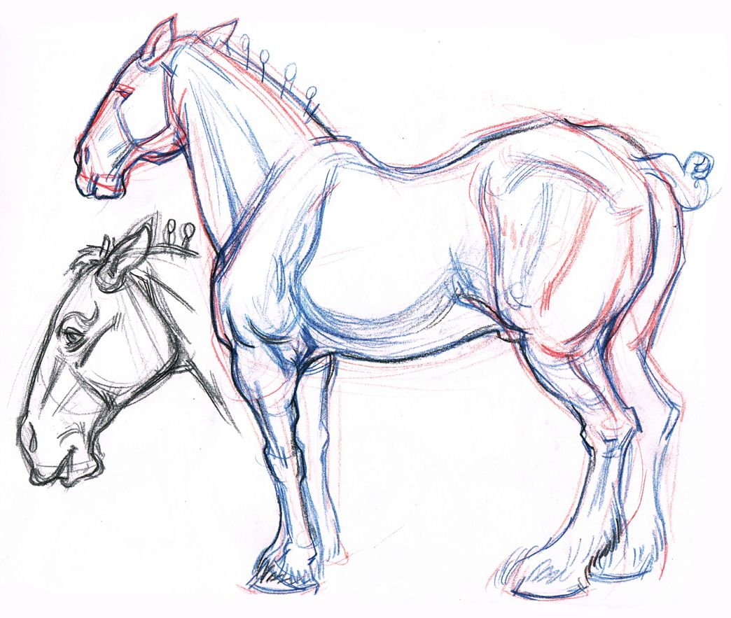 1044x883 Clydesdale Horse Amp Profile Head Drawing - Horse Profile Sketch