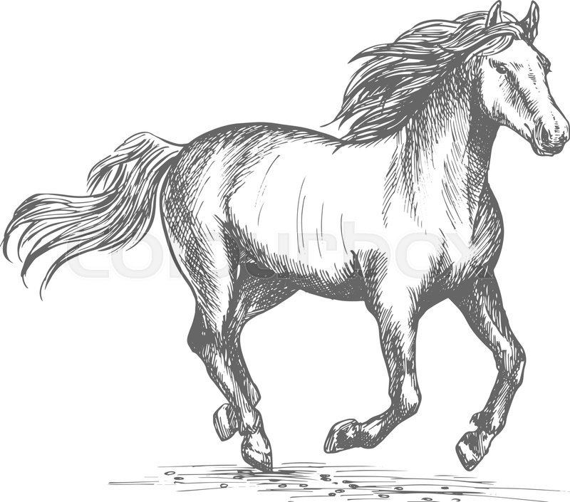 800x705 Horse Racing Sport Sign. White Mustang Stallion In Fast Gallop Run - Horse Racing Sketch