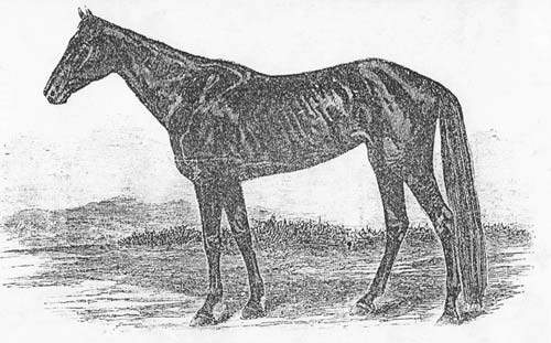 500x311 Horse Racing Was Quite Popular In Sussex County - Horse Racing Sketch