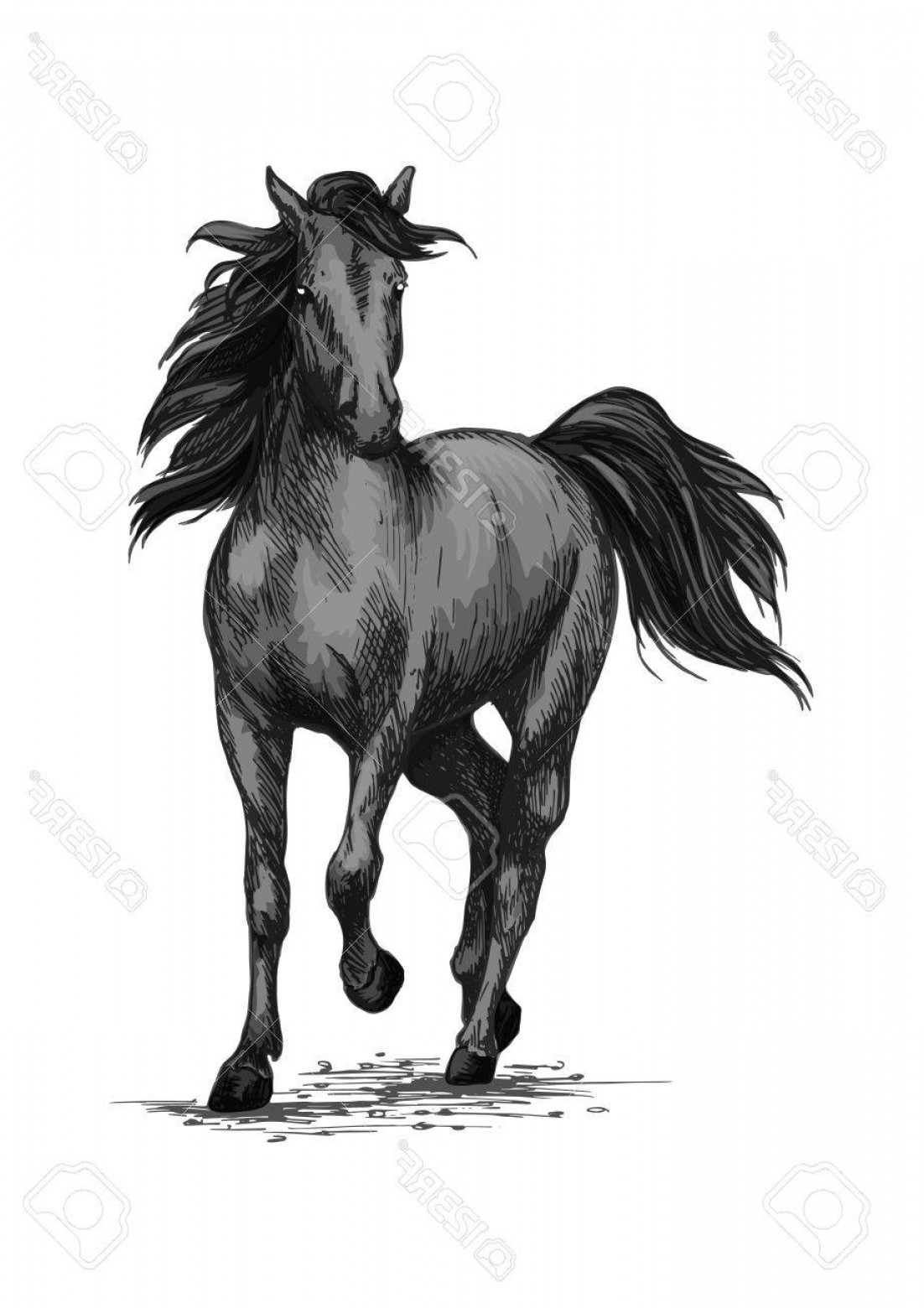 1102x1560 Photostock Vector Horse Racing Or Galloping Vector Sketch Wild - Horse Racing Sketch