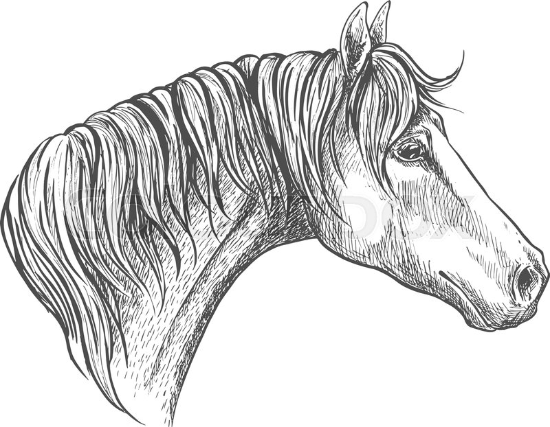 800x622 Racehorse Head Sketch Icon For Horse Racing Or Another Equestrian - Horse Racing Sketch