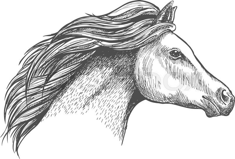 800x541 Racehorse Mare Head Sketch With Flowing Curly Mane. Horse Racing - Horse Racing Sketch