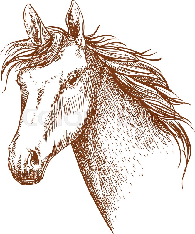 664x800 Arabian Stallion Horse Head Sketch For Equestrian Sporting Design - Horse Racing Sketch