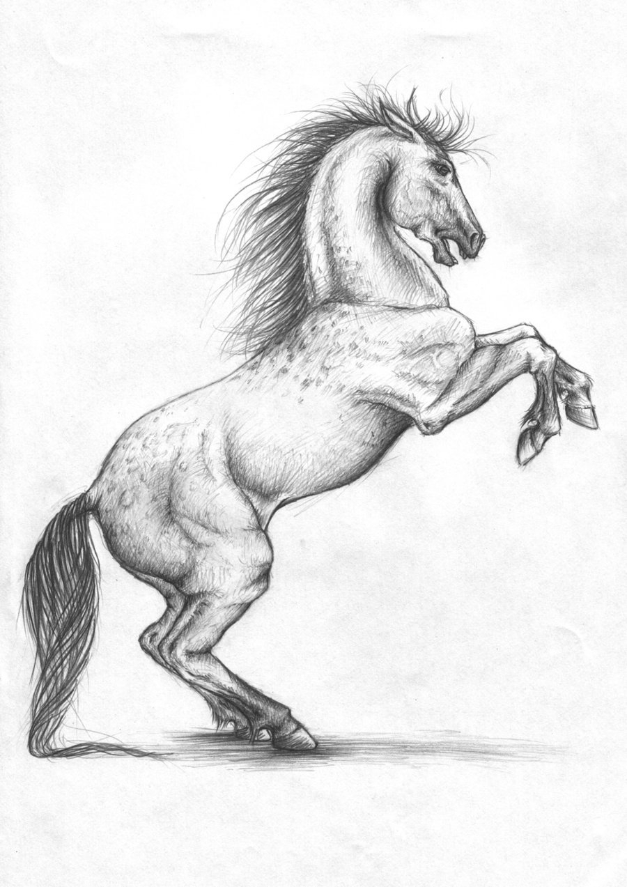 900x1273 Horse Rearing Sketch Rearing Horseravenoo - Horse Rearing Sketch