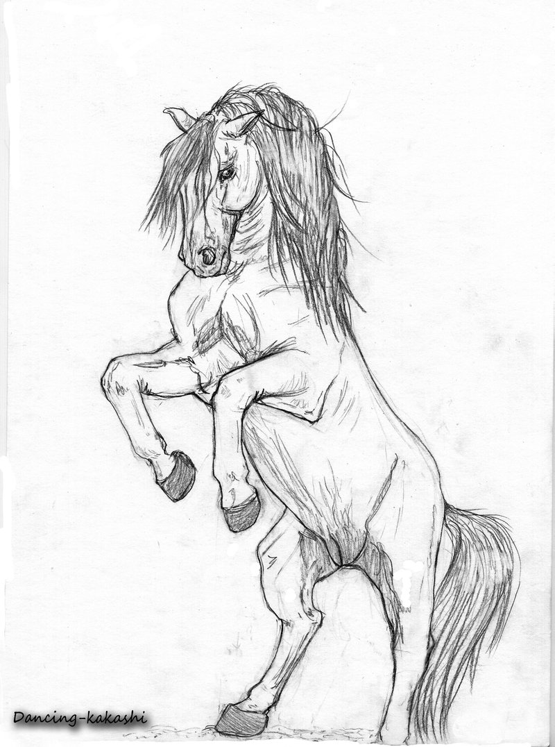 800x1076 Horse Rearing Up Drawing - Horse Rearing Sketch