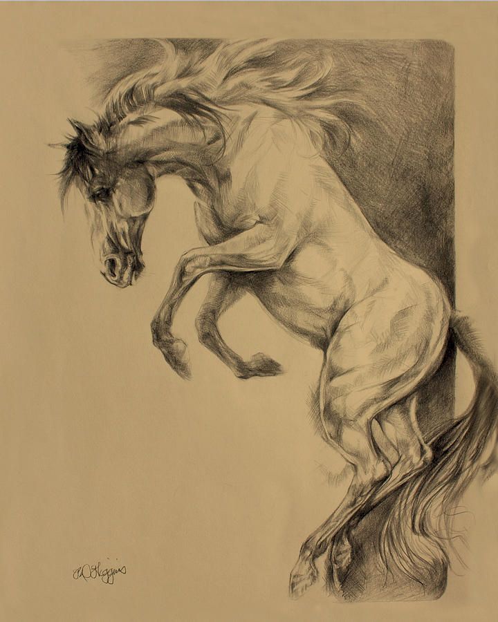 720x900 Rearing Horse Drawing Mustang Rearing Drawing Derrick Higgins - Horse Rearing Sketch