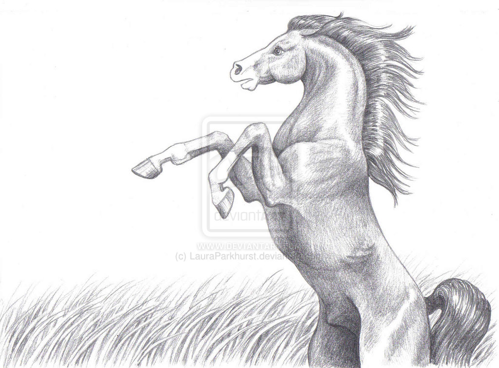 1024x755 Rearing Horse Sketch - Horse Rearing Sketch