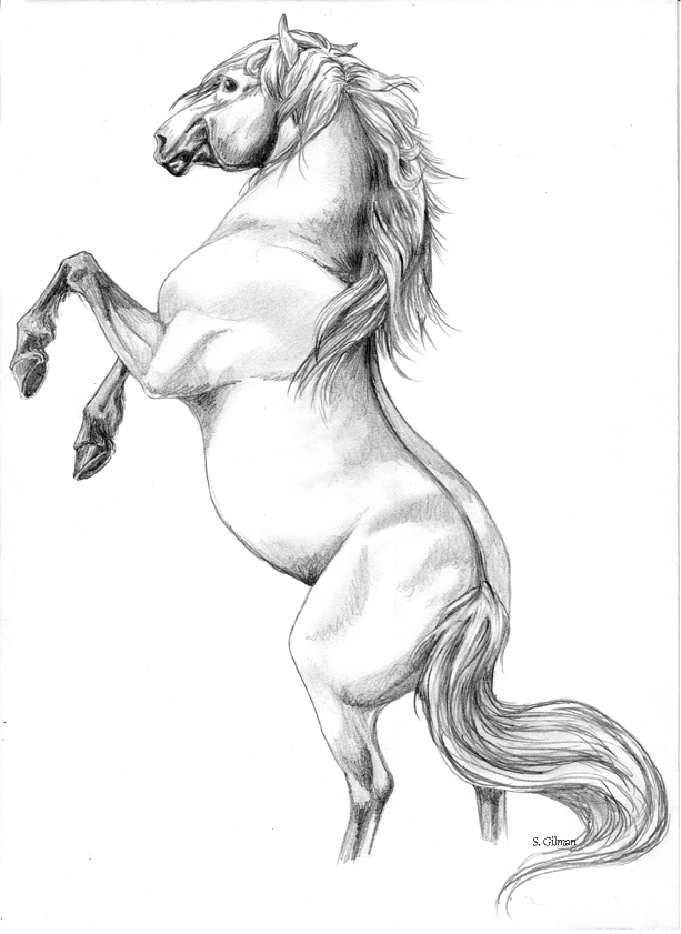 613x841 Rearing Horse Sketches - Horse Rearing Sketch