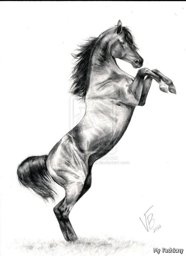 Horse Rearing Sketch at PaintingValley.com | Explore collection of ...