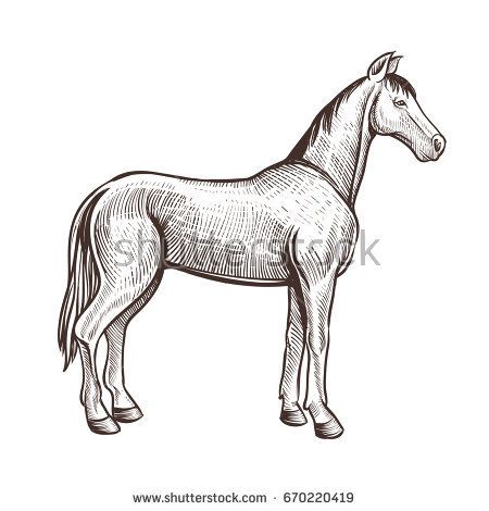 450x470 Horse Handdrawn Artwork. Horse Animal Sketch For Horseback Riding - Horse Riding Sketch