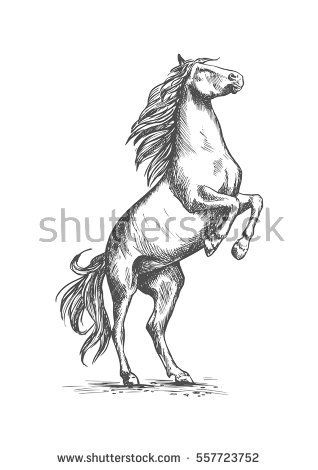 318x470 Horse Mustang Rearing On Rear Hooves. Horserace Sport Or Ranch - Horse Riding Sketch