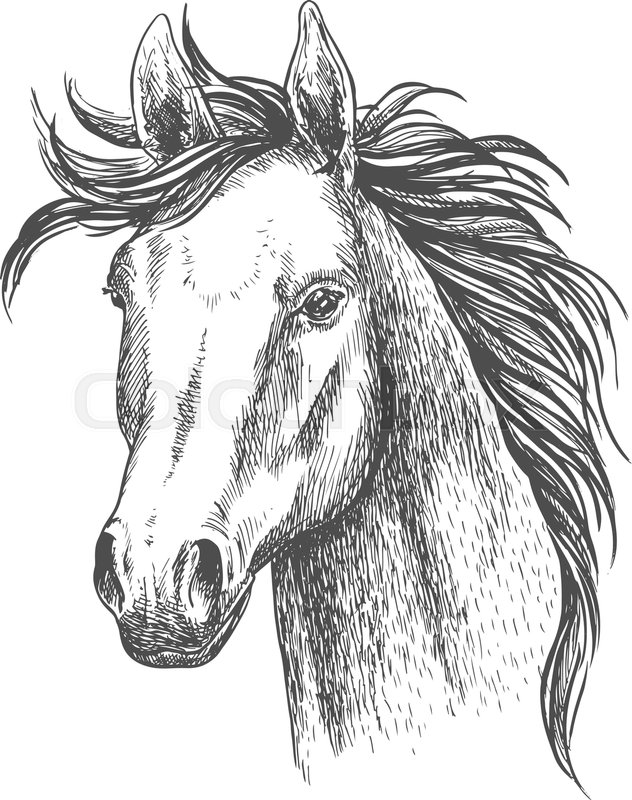 632x800 Mare Horse Sketch Symbol. Equestrian Sport, Riding Club, Horse - Horse Riding Sketch