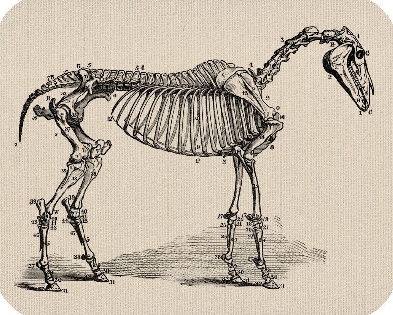 800x640 Horse Skeleton Equestrian Horses, Horse - Horse Skeleton Sketch