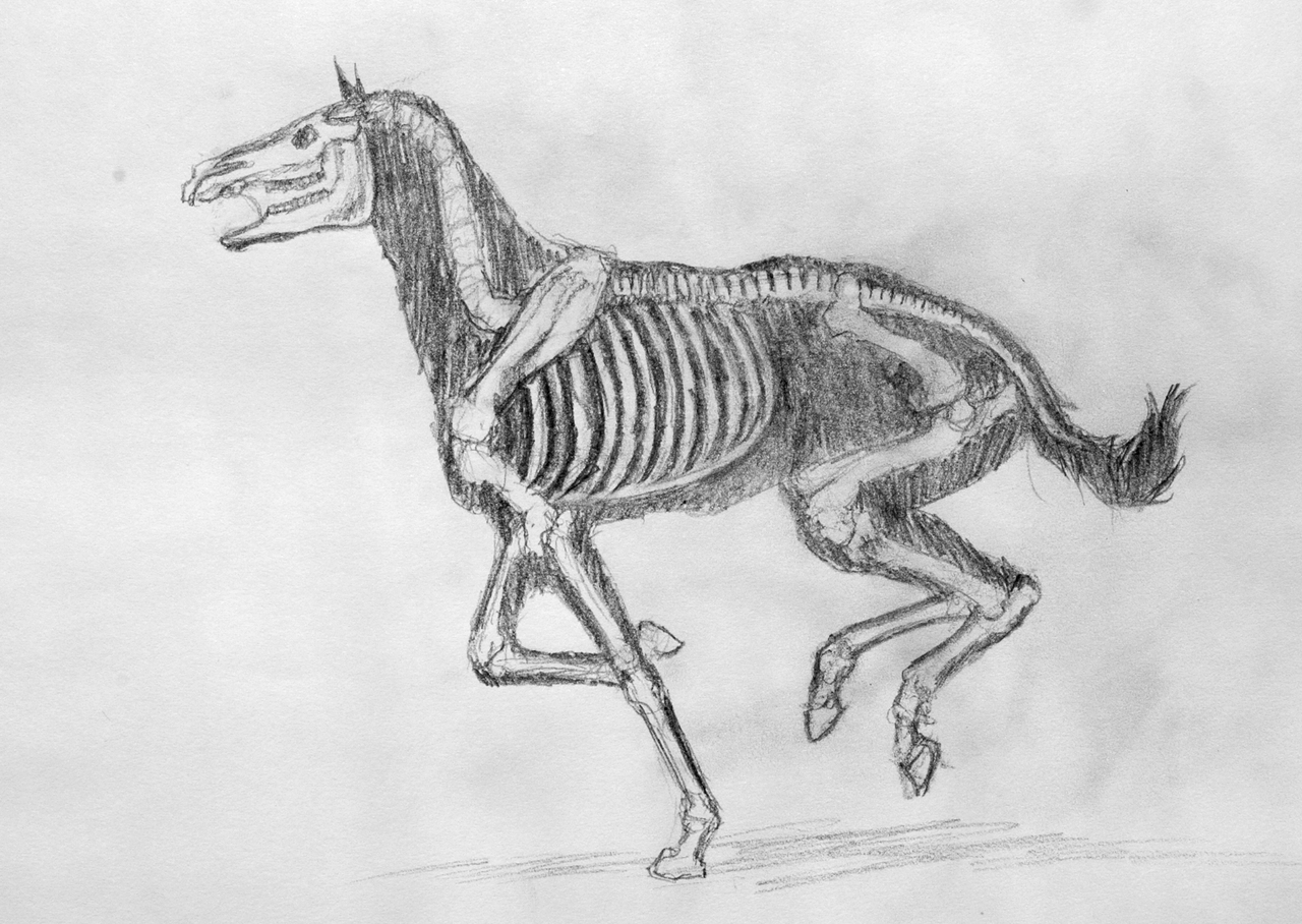 1280x908 Horse Skeleton By Poniker - Horse Skeleton Sketch