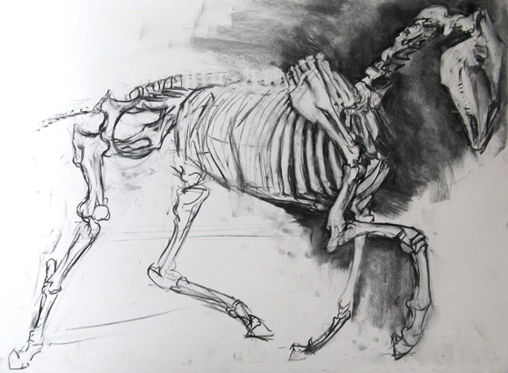 559x410 Horse Skeleton - Horse Skeleton Sketch