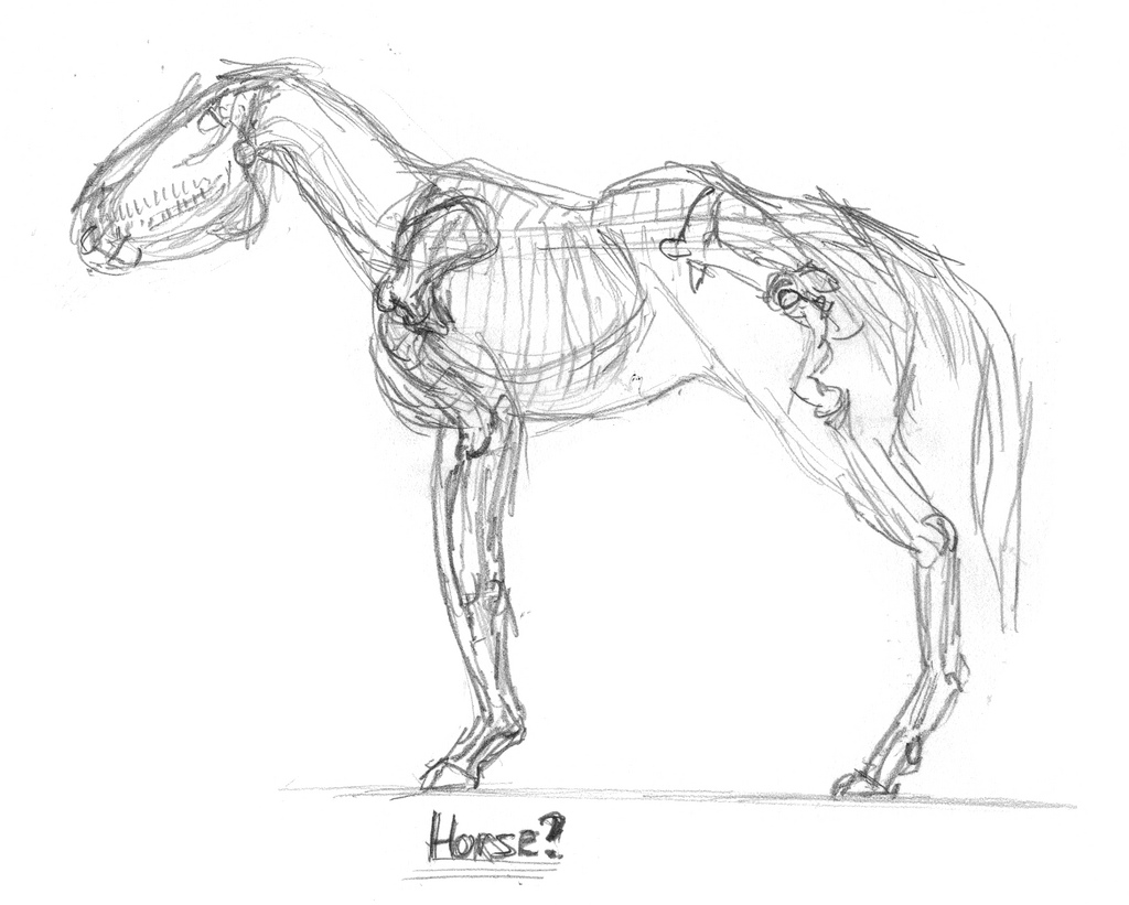 1024x821 Horse Skeleton, Part 1 You Can Read More About This - Horse Skeleton Sketch