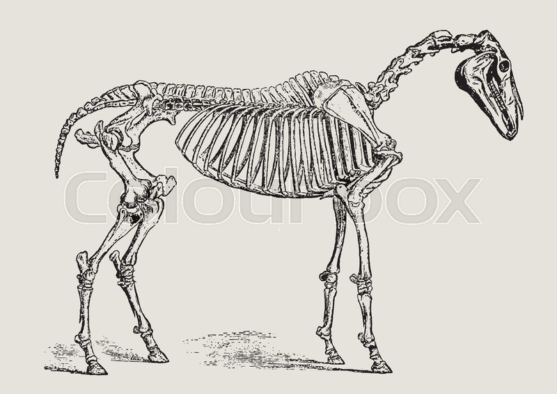 800x566 Horse Skeleton In Profile View (After A Vintage Illustration Or - Horse Skeleton Sketch
