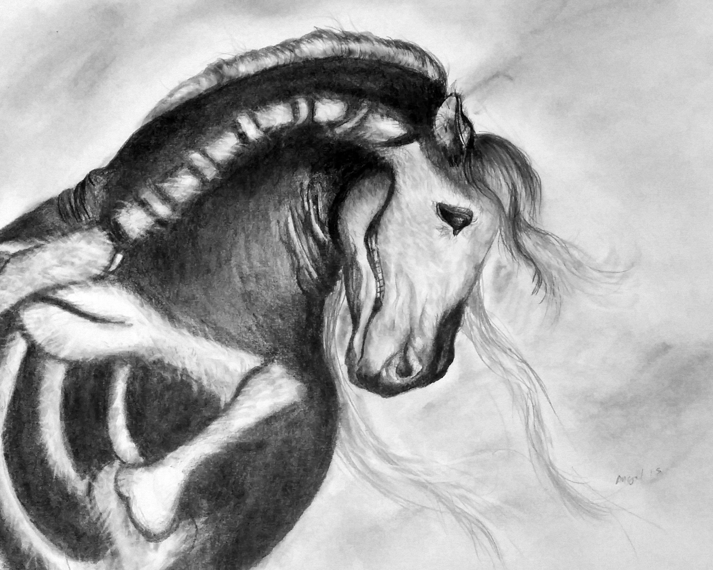2353x1879 Horse Skeleton Speed Drawing - Horse Skeleton Sketch