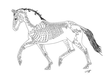 450x324 Anatomy Word Art - Horse Skeleton Sketch