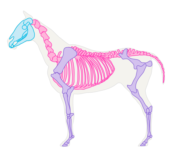 600x527 How To Draw Animals Horses, Their Anatomy And Poses - Horse Skeleton Sketch