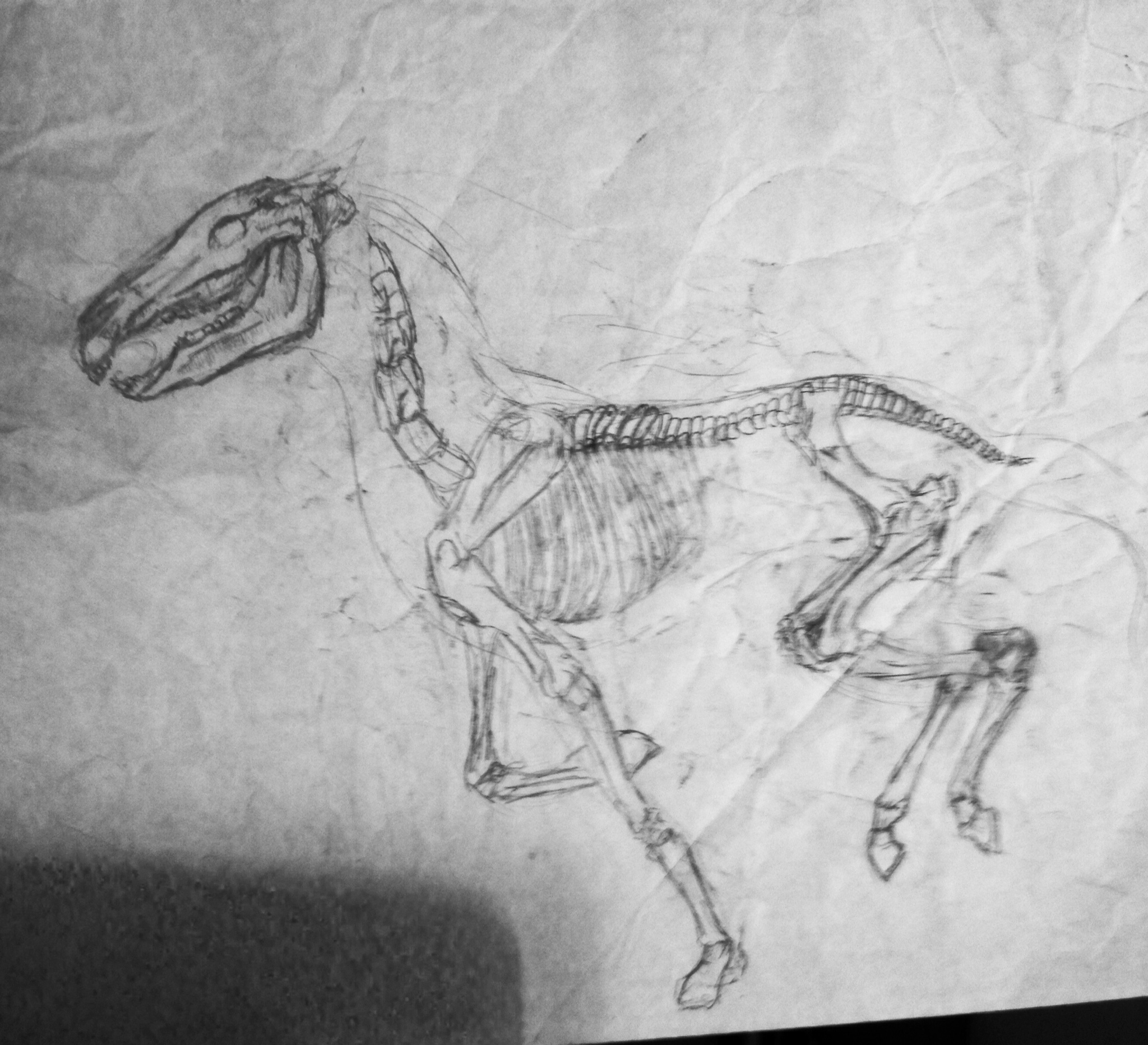 2048x1864 Old Horse Skeleton Sketch Weasyl - Horse Skeleton Sketch