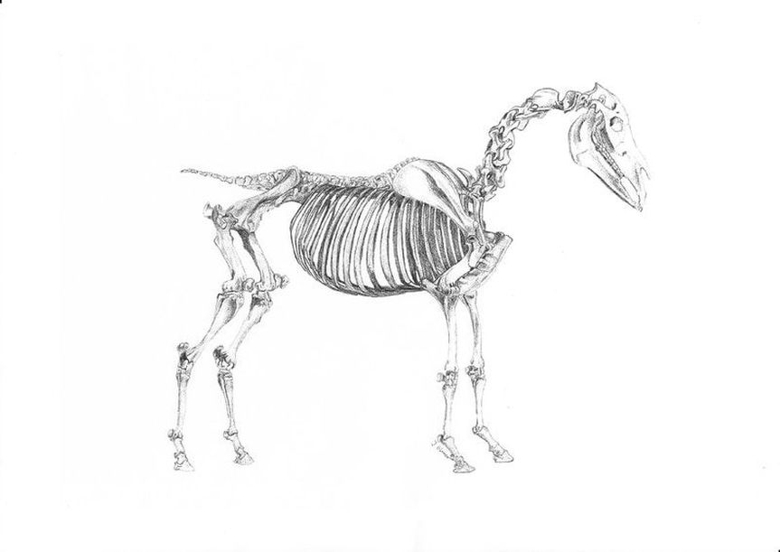 Horse Skeleton Sketch at PaintingValley.com | Explore collection of ...