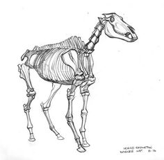 236x231 The Best Horses Images In 2018 Horses, Equine - Horse Skeleton Sketch