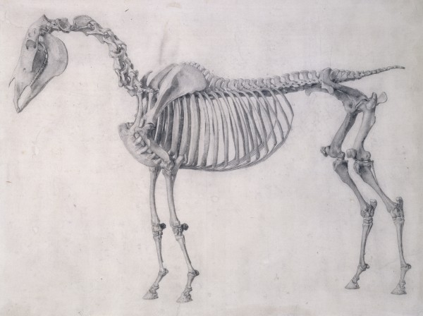600x448 The First Anatomical Table Of The Skeleton Of The Horse By George - Horse Skeleton Sketch
